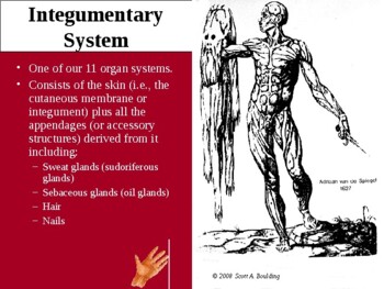 Anatomy & Physiology Unit 5 Lecture Notes: Integumentary System