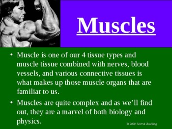Preview of Anatomy & Physiology Unit 7 Lecture Notes:  The Muscular System