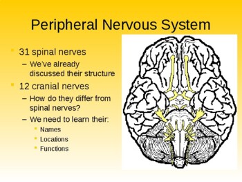 Preview of Anatomy & Physiology Unit 8.3 Lecture Notes:  The Peripheral Nervous System