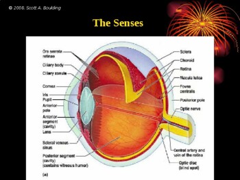 Preview of Anatomy & Physiology Unit 9 Lecture Notes:  Sensory Systems