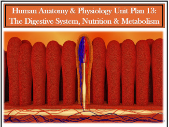 Preview of Anatomy & Physiology Unit Bundle: The Digestive System, Nutrition & Metabolism