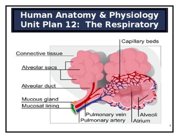 Preview of Anatomy & Physiology Unit Plan: The Respiratory System (SIOP & Differentiated)