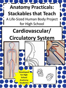 Preview of Anatomy Practicals-Life-Sized Cardiovascular/Circulatory System PROJECT!