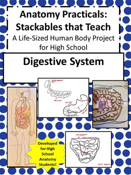 Preview of Anatomy Practicals-Life-Sized Digestive System PROJECT!