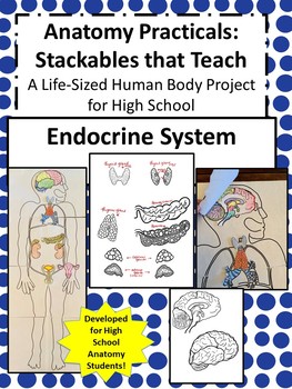 Preview of Anatomy Practicals-Life-Sized Endocrine System PROJECT!