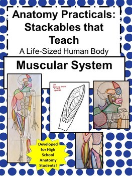 Preview of Anatomy Practicals-Life-Sized Muscular System PROJECT!