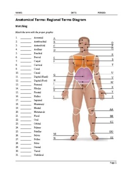 Preview of Anatomy Regional Terms Worksheet