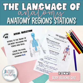 Preview of Anatomy Regions