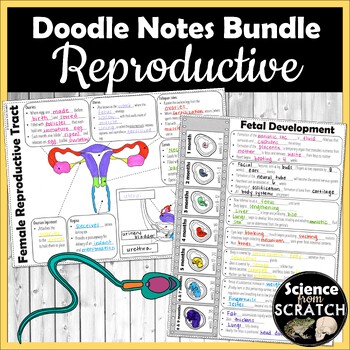 Preview of Anatomy Reproductive System Doodle Notes Bundle