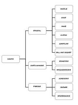 Preview of Anatomy Resources- Joints