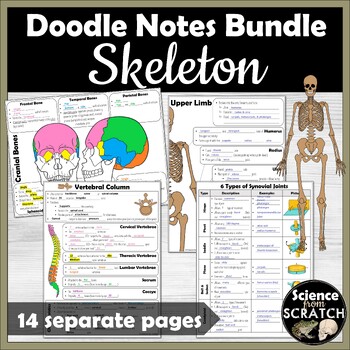 Preview of Anatomy Skeletal System - Skeleton Doodle Notes Bundle