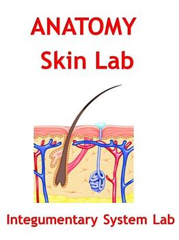 Skin Lab - Integumentary System Lab by The Teacher Team | TpT