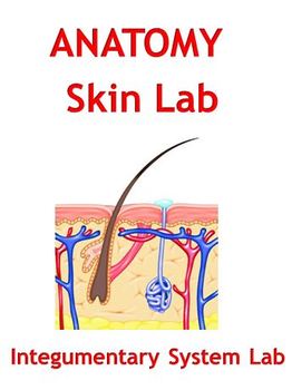 Skin Lab ~ Integumentary System Lab by The Teacher Team | TpT