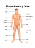 Anatomy System's activities