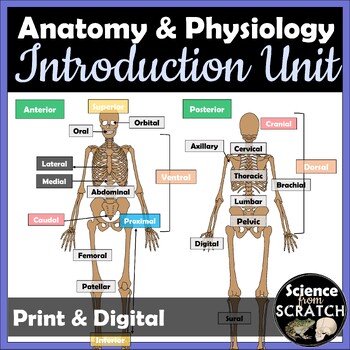 Preview of Anatomy Introduction Terminology Unit (Directional Terms, Planes, Cavities)