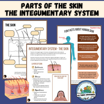 Preview of Anatomy: The Integumentary System- Parts and Layers of the Skin Worksheets