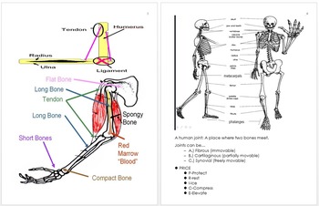 Preview of Anatomy Unit Notes, Human Body Unit Curriculum and Standards, Unit Plans