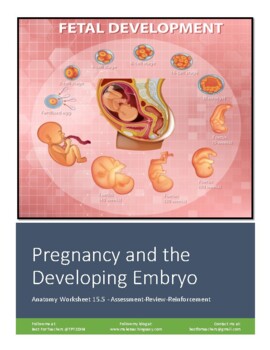 Preview of Anatomy Worksheet 15.5: Pregnancy and Embryonic Development