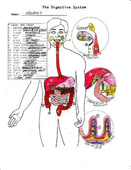 Preview of The Human Digestive System