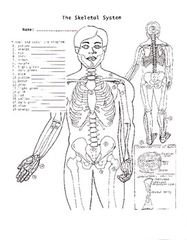 The Human Skeletal System by Biology Buff | Teachers Pay Teachers