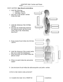 Anatomy and Physiology Body Planes and Cavities WebQuest