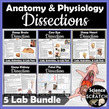 Preview of Anatomy Dissection Bundle: Fetal Pig, Heart, Brain, Kidney, Eye