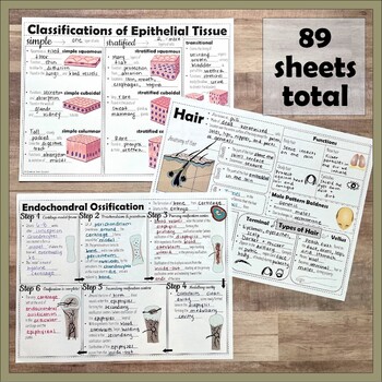 Anatomy And Physiology Doodle Notes Bundle Tpt