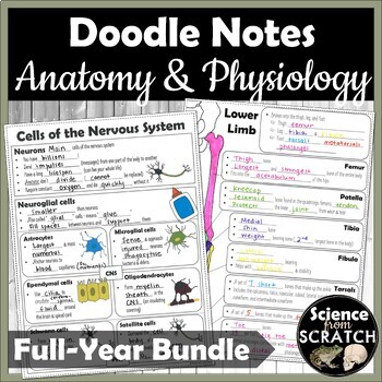 Preview of Anatomy and Physiology Doodle Notes Full Year Bundle