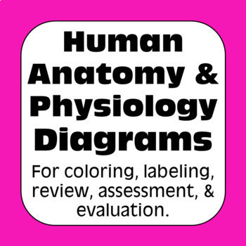Preview of Anatomy and Physiology Human Body Systems Diagrams for High School Biology