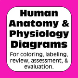 Anatomy and Physiology Human Body Systems Diagrams for Hig