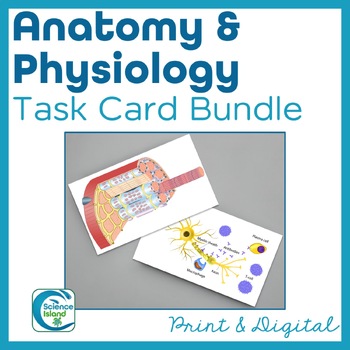 Preview of Anatomy and Physiology Task Card Bundle - Print and Digital Activities