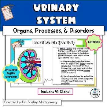 Preview of Anatomy and Physiology Unit 10: Urinary System Editable Slides