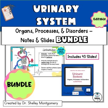 Preview of Anatomy and Physiology Unit 10: Urinary System Notes & Slides BUNDLE
