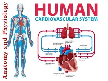 Preview of Anatomy and Physiology cardiovascular system