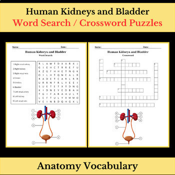 Preview of Anatomy of Human Kidneys and Bladder Vocabulary | Word Search & Crossword Puzzle