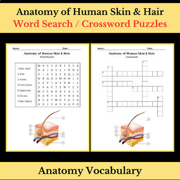Preview of Anatomy of Human Skin & Hair Vocabulary | Word Search & Crossword Puzzles