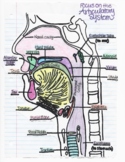 Anatomy of Speech Pathology Articulatory System FREEBIE