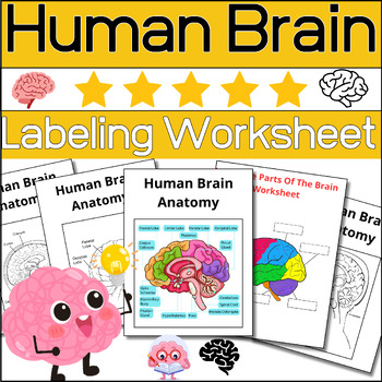 Preview of Anatomy of The Brain Human ~Brain Parts Labeling & Coloring Worksheet ⭐No Prep ⭐