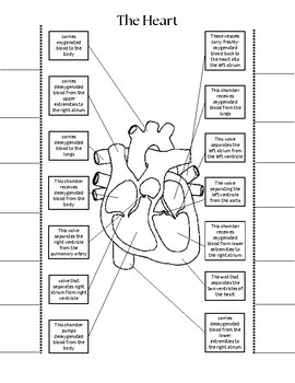 Preview of Anatomy of The Heart