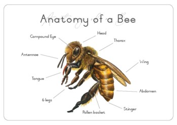 Anatomy of a Honeybee Printable Art