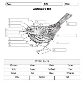 Preview of Anatomy of a Bird