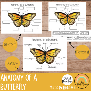 Anatomy of a Butterfly by The PreK Mama | TPT