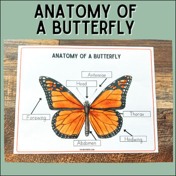 Anatomy of a Butterfly • Montessori printable • Butterfly Study • Busy ...