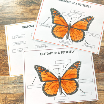 Anatomy of a Butterfly • Montessori printable • Butterfly Study • Busy ...