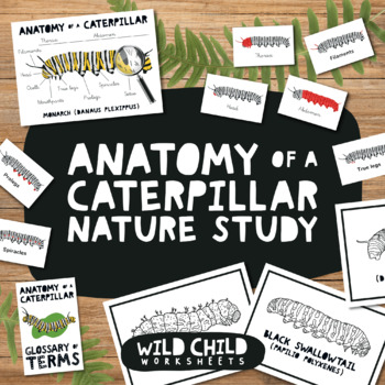 Preview of Anatomy of a Caterpillar Nature Study, Life Cycle of a Butterfly, Monarch Larva