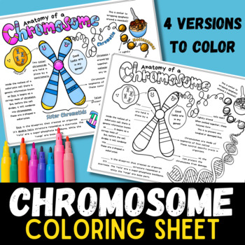Preview of Anatomy of a Chromosome Coloring Sheet / Doodle Notes