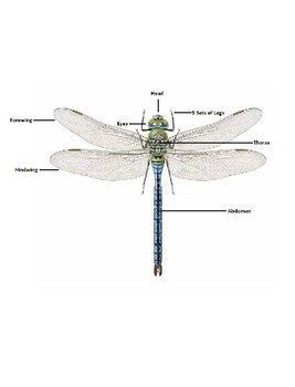 Preview of Anatomy of a Dragonfly