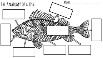 Preview of Anatomy of a Fish - cut & paste