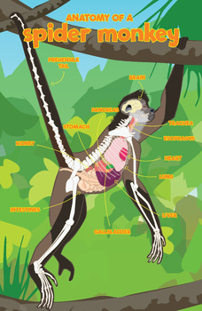 Preview of Anatomy of a Spider Monkey Poster - FREE