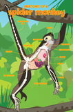 Anatomy of a Spider Monkey Poster - FREE